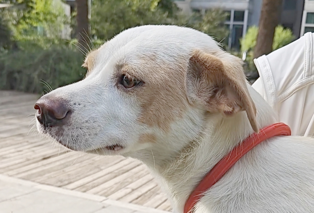 奶棒-北京宠物领养-国内最大的免费领养宠物平台PPT模版免费下载| 懒人PPT